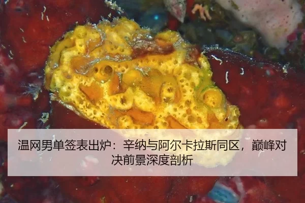 温网男单签表出炉：辛纳与阿尔卡拉斯同区，巅峰对决前景深度剖析